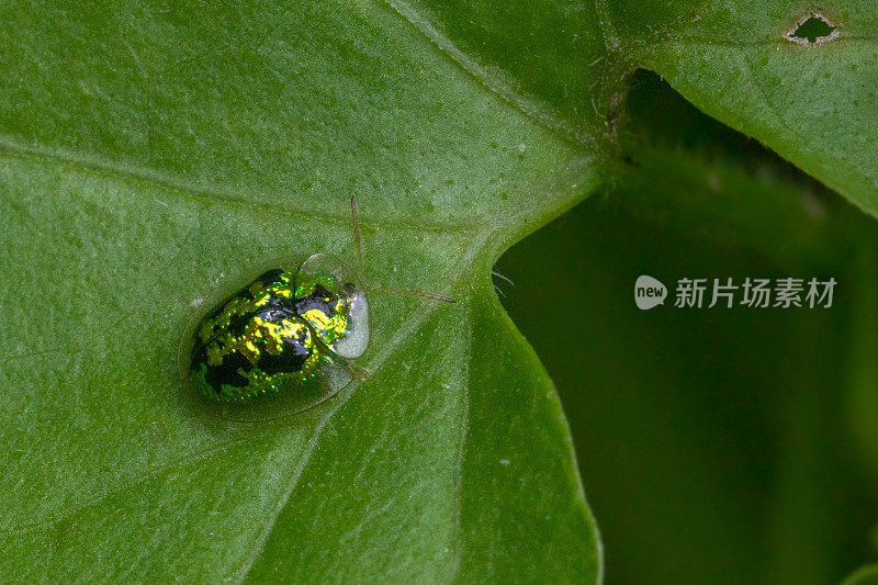 斑龟，(Cassida circumdata)，斑龟，金龟科。